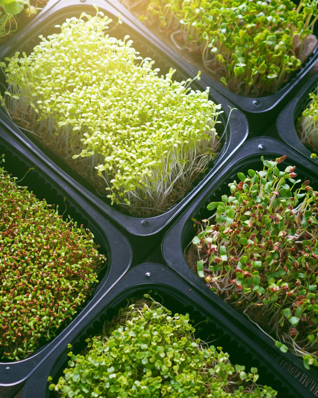 Barquette de Micropousses Fraîches (Variétés au choix : Roquette, Brocoli, Moutarde, Radis)