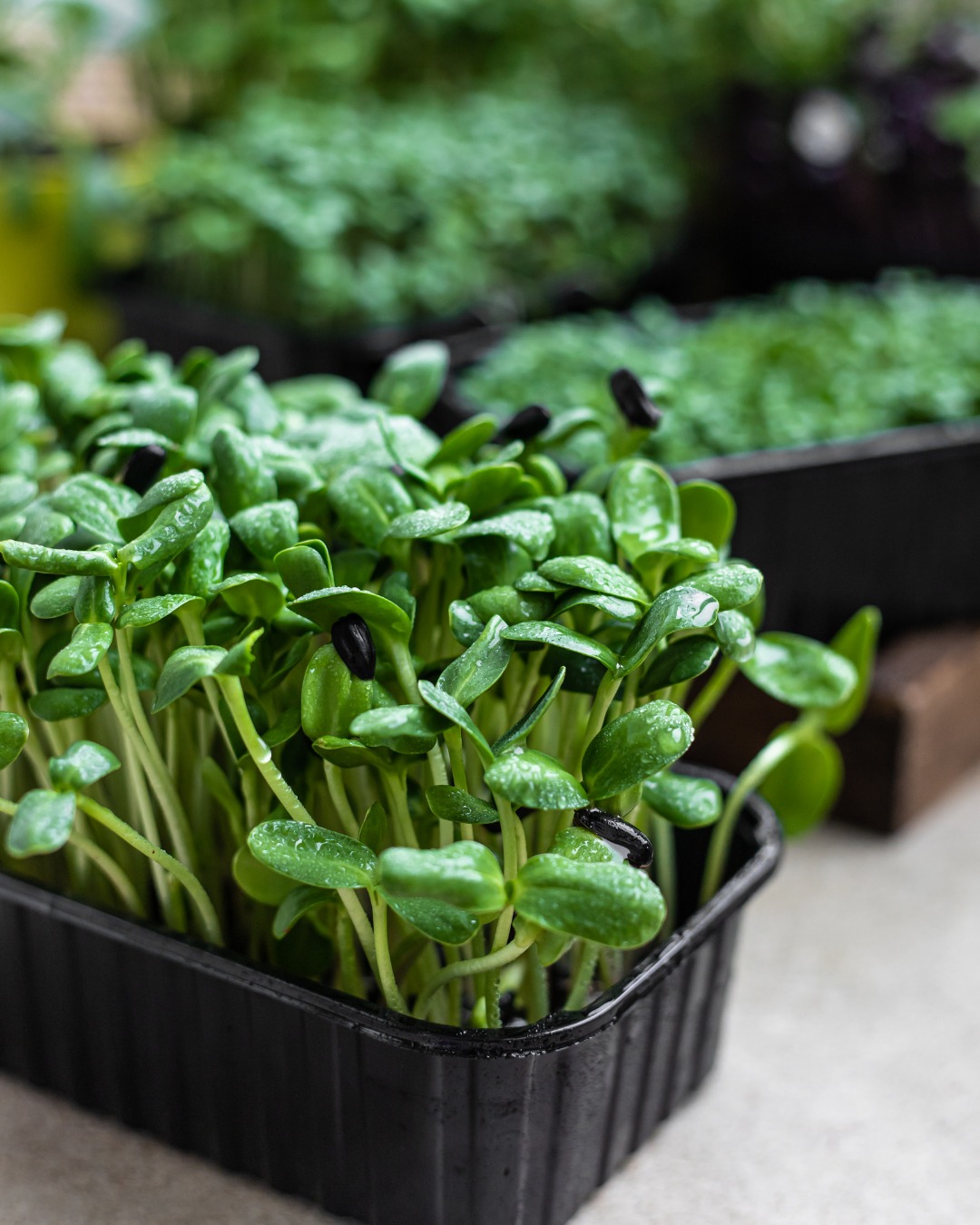 Micropousses de Tournesol Bio-actives